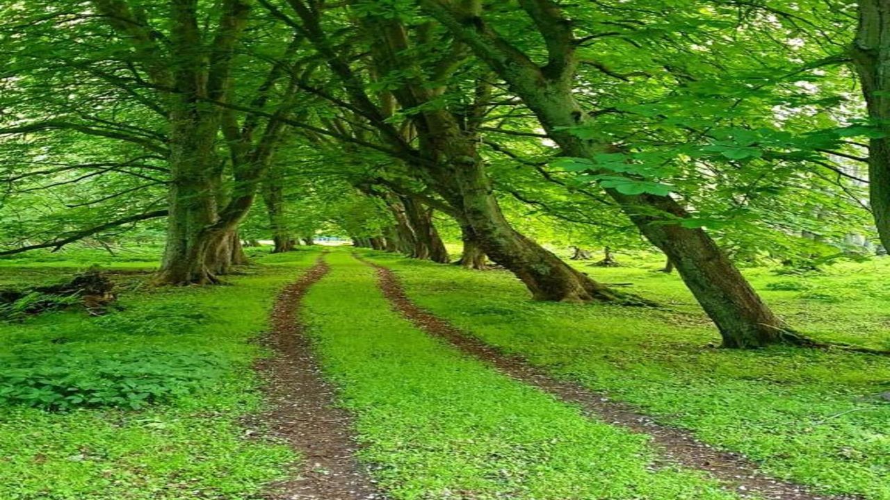 AreaSummer20KM AreaSummer20KM